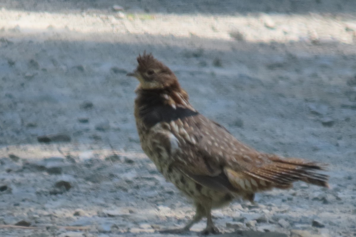 Ruffed Grouse - ML457190361