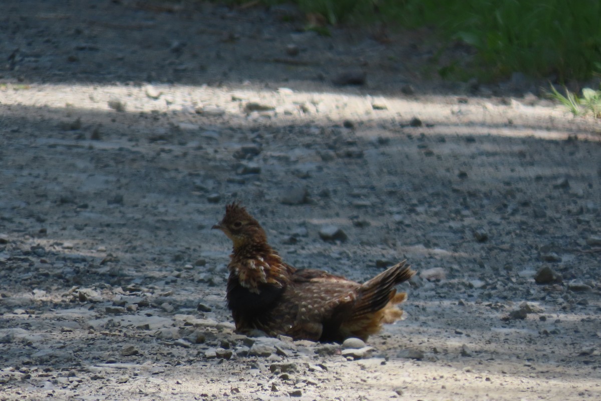 Ruffed Grouse - ML457190381