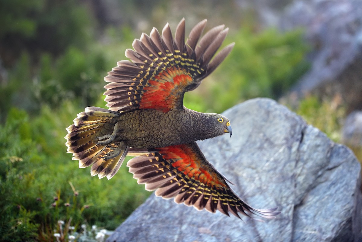 Kea - ML457190931