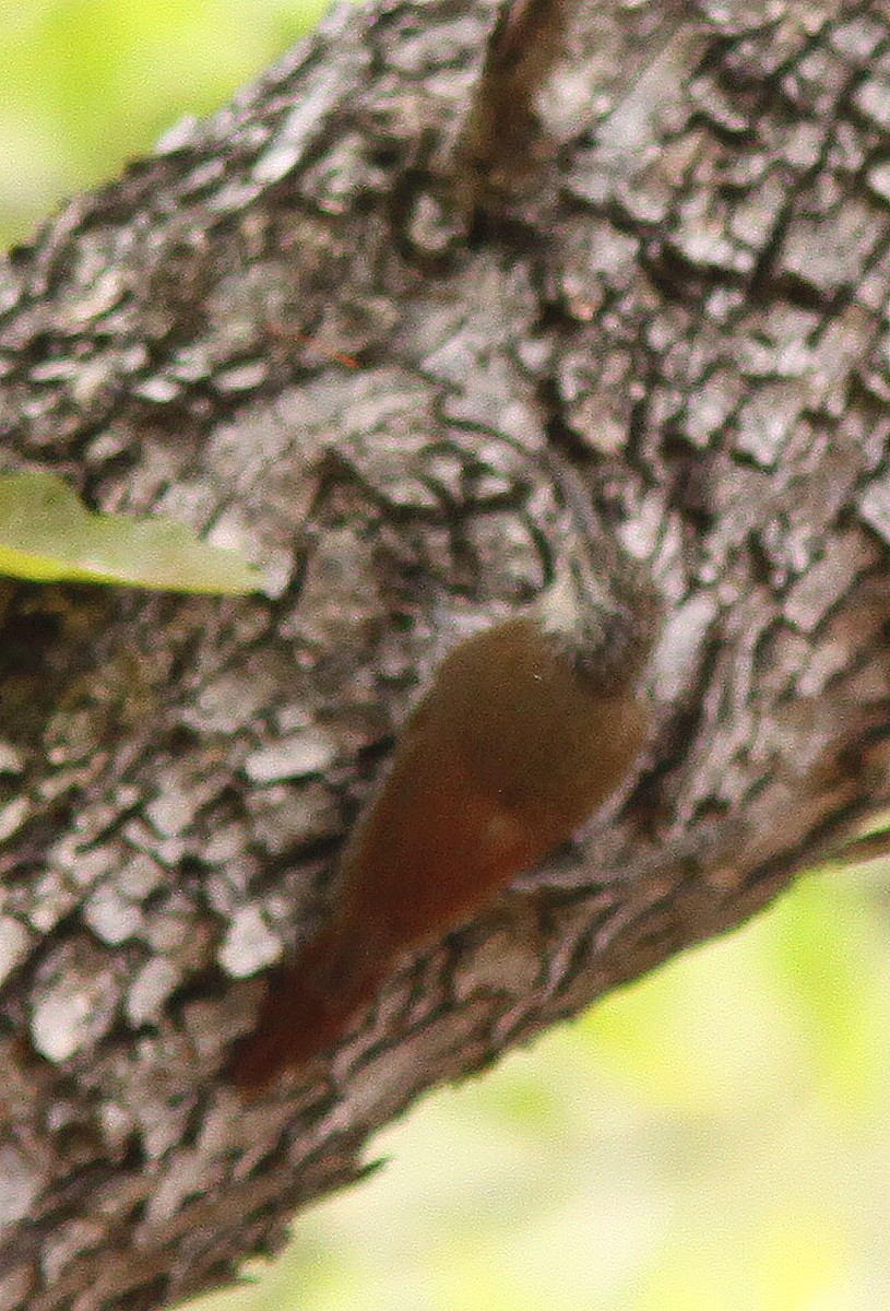 White-striped Woodcreeper - ML457190971