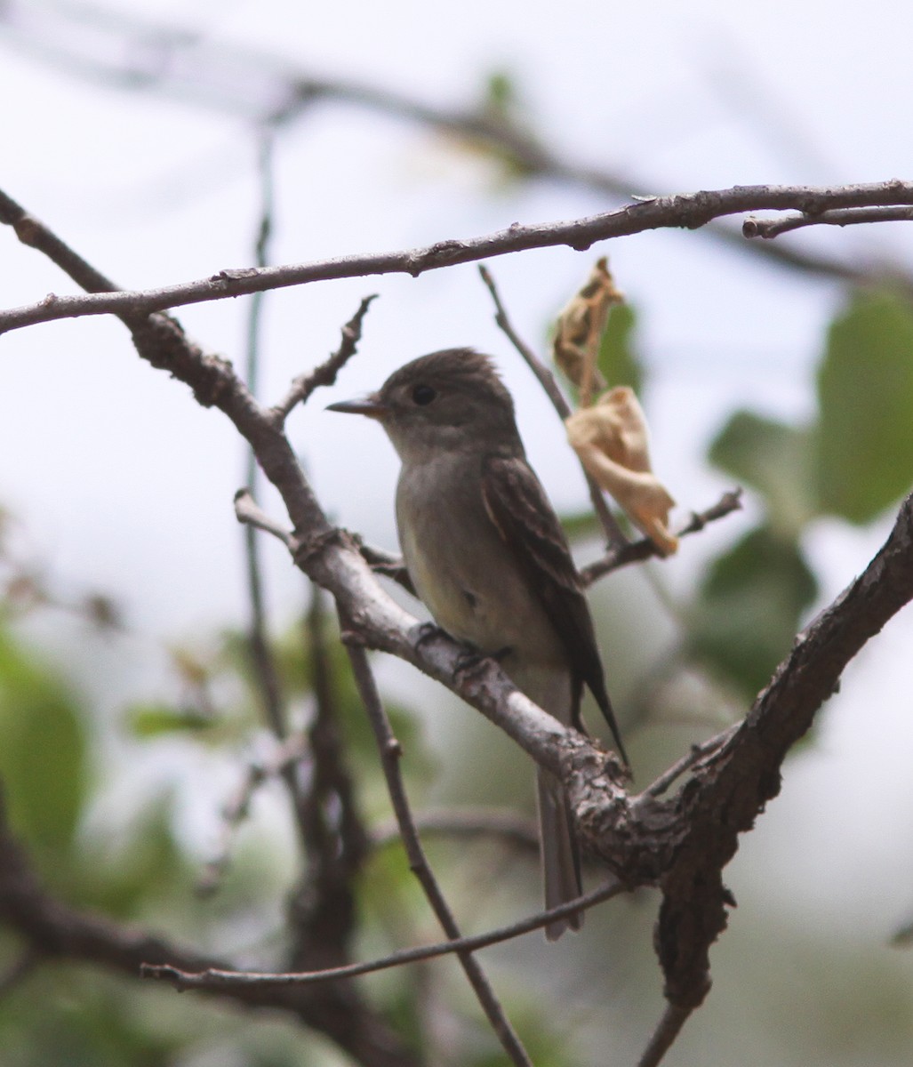 Western Wood-Pewee - ML457191661