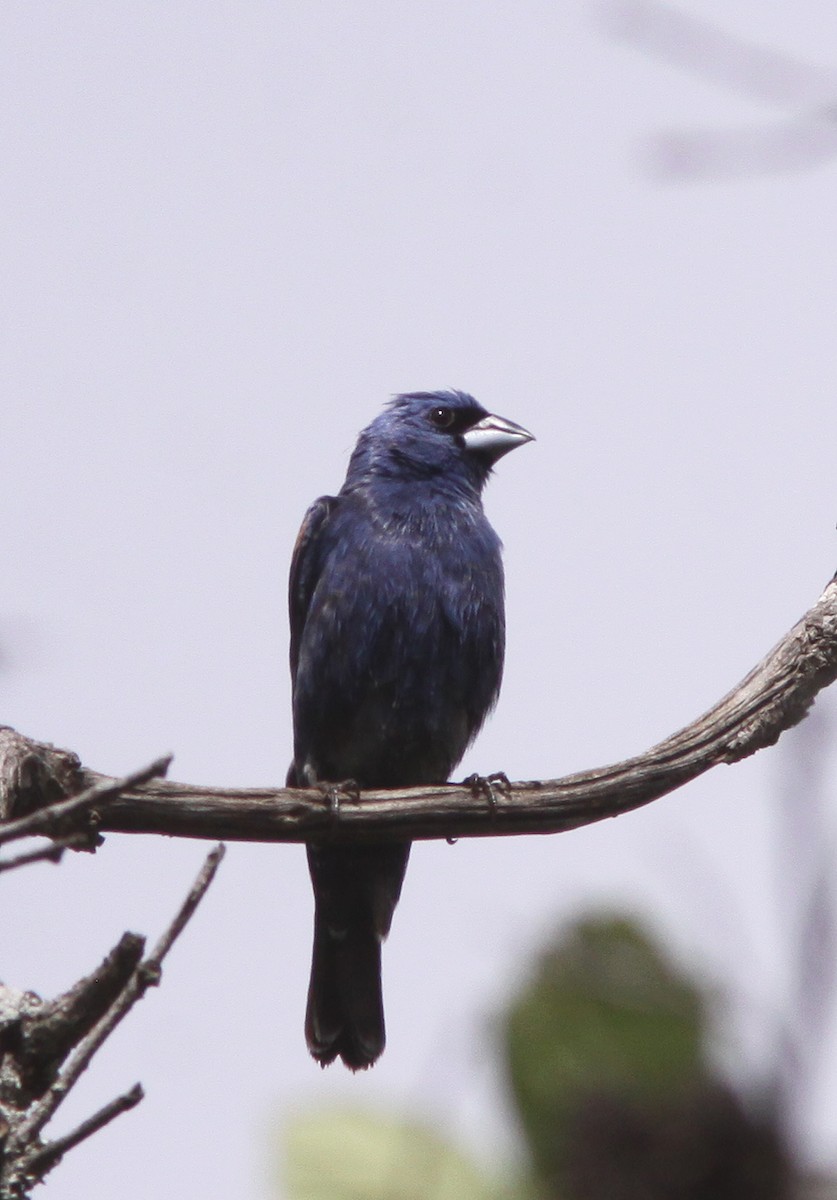 Blue Grosbeak - ML457191721