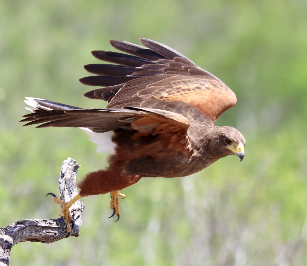 Harris's Hawk - ML457193071