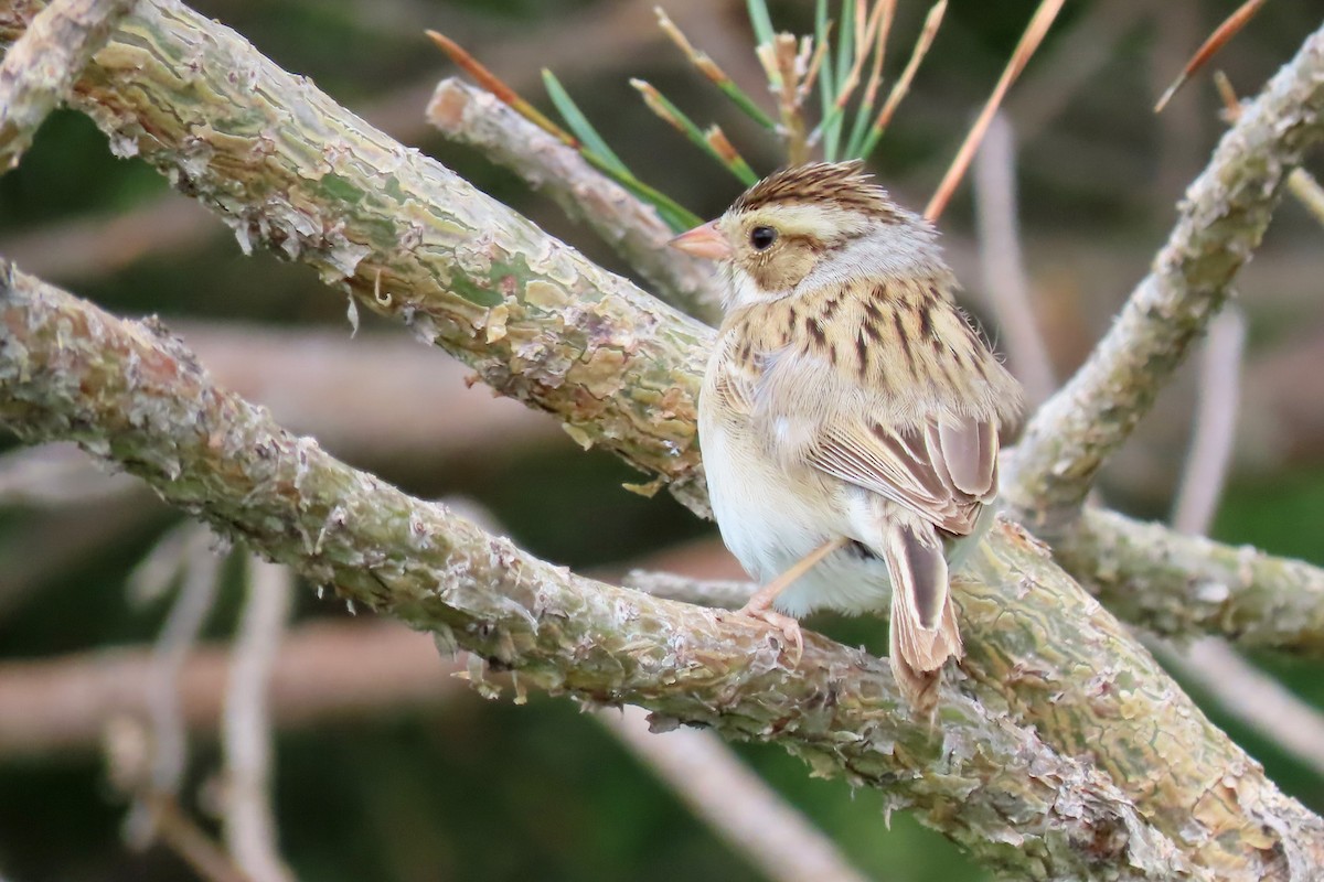 Clay-colored Sparrow - ML457193131