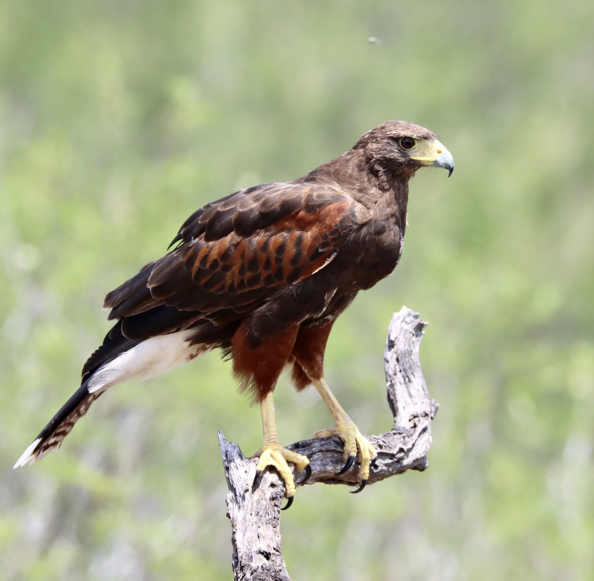 Harris's Hawk - ML457193261