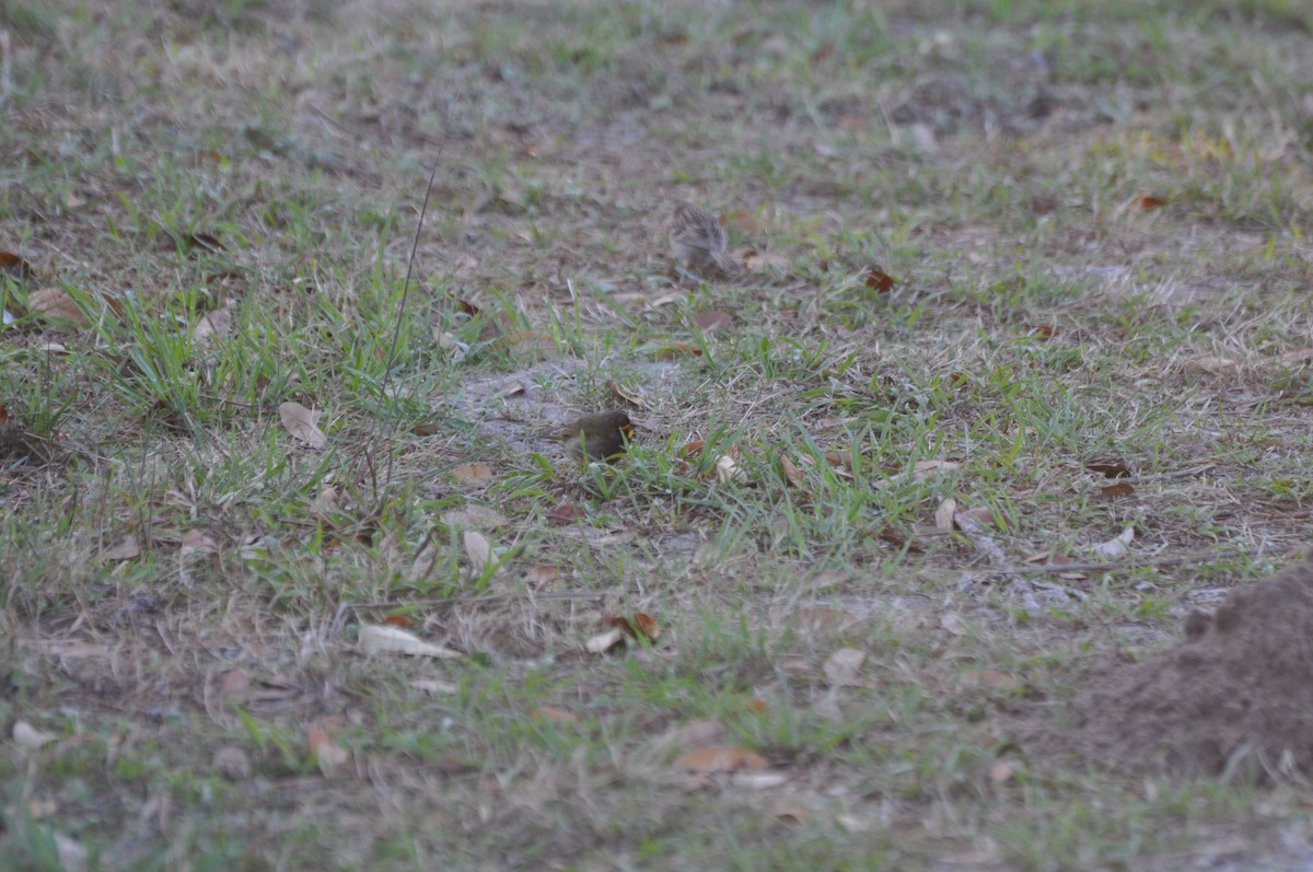 Yellow-faced Grassquit - ML45719381