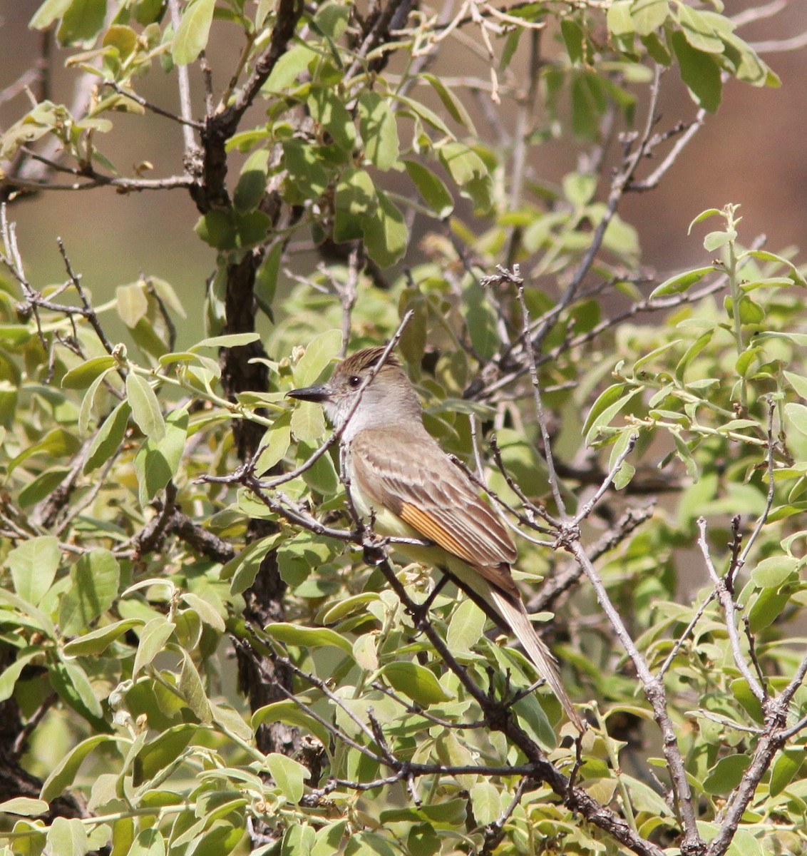 Ash-throated Flycatcher - ML457194001