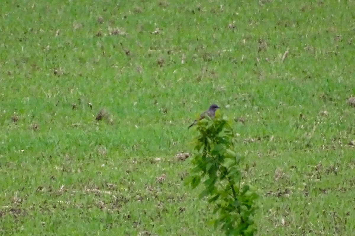Cassin's Kingbird - ML457196451