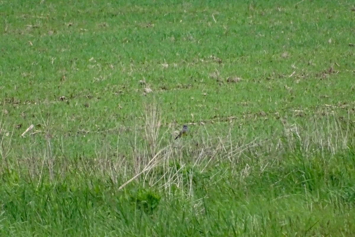 Cassin's Kingbird - ML457196471