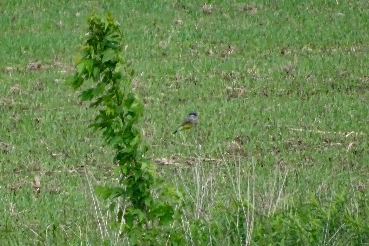 Cassin's Kingbird - ML457196491