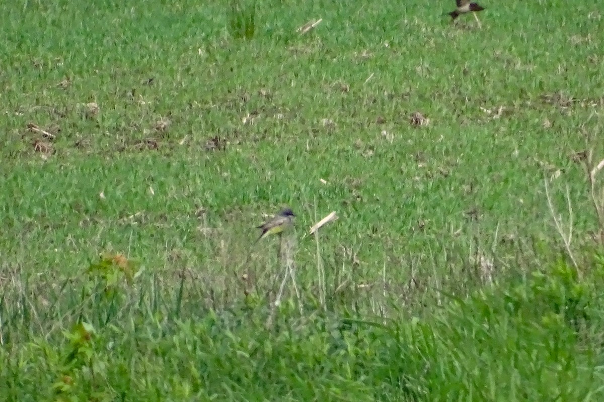 Cassin's Kingbird - Matt Plank