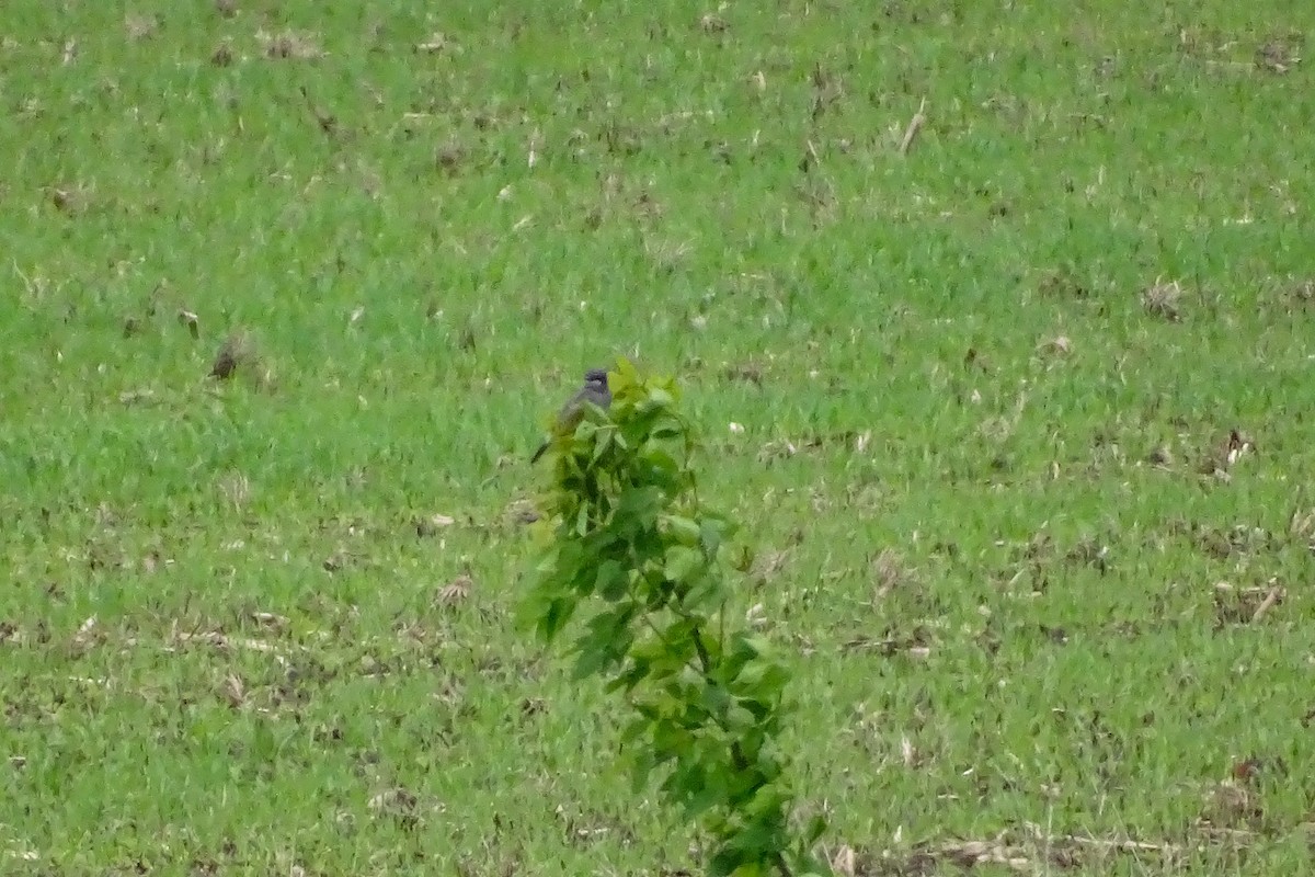 Cassin's Kingbird - ML457196601