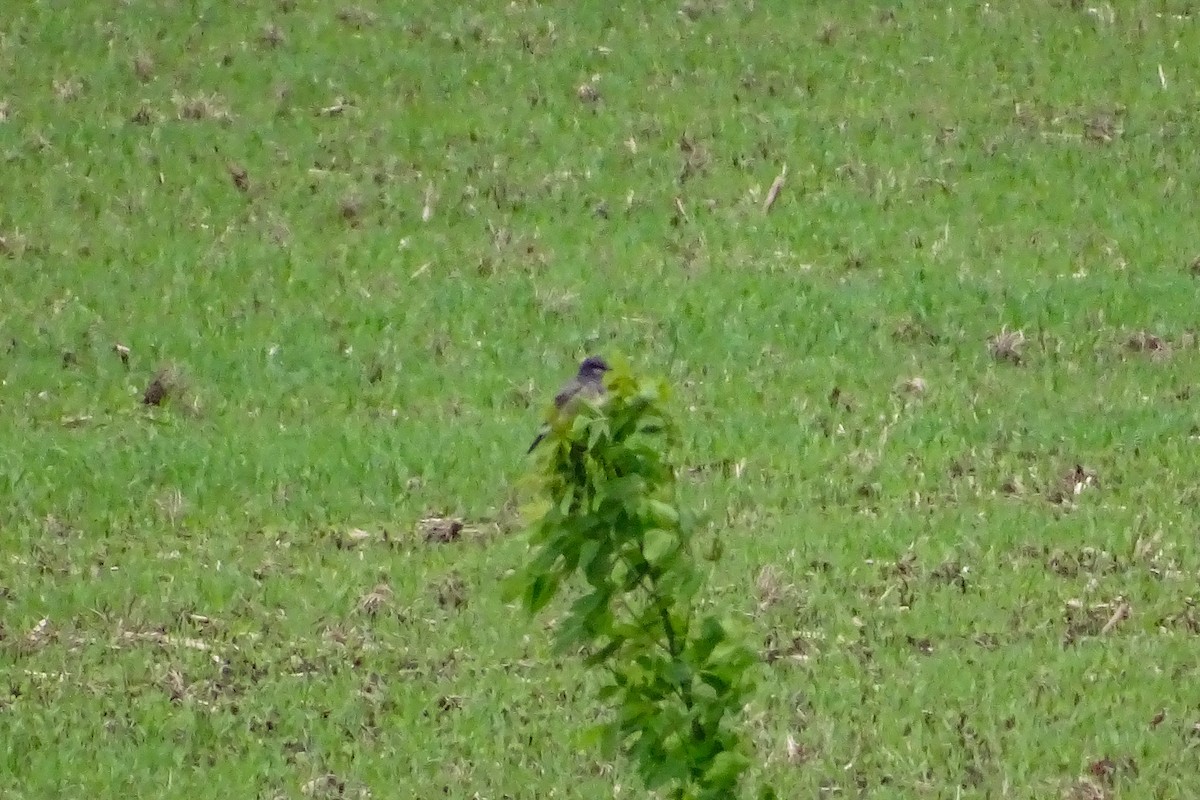 Cassin's Kingbird - ML457196611