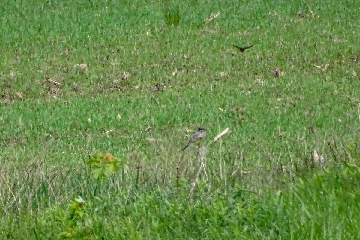 Cassin's Kingbird - ML457196621