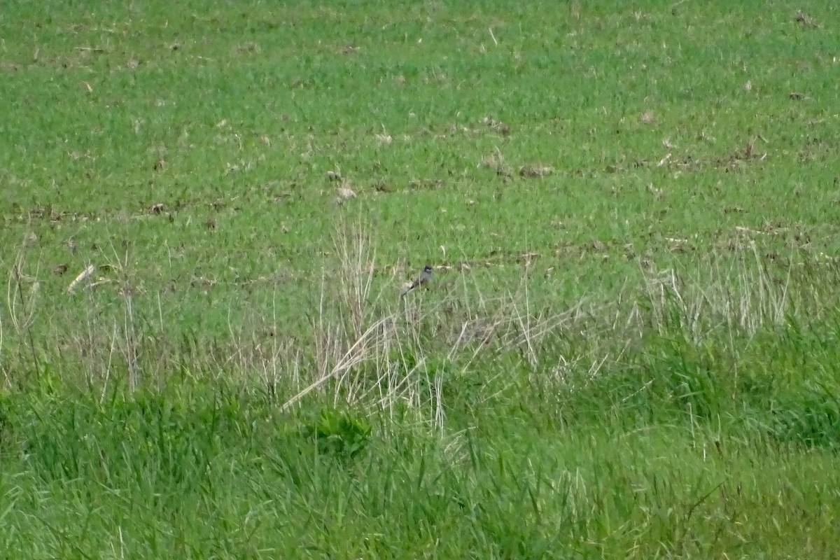 Cassin's Kingbird - ML457196631