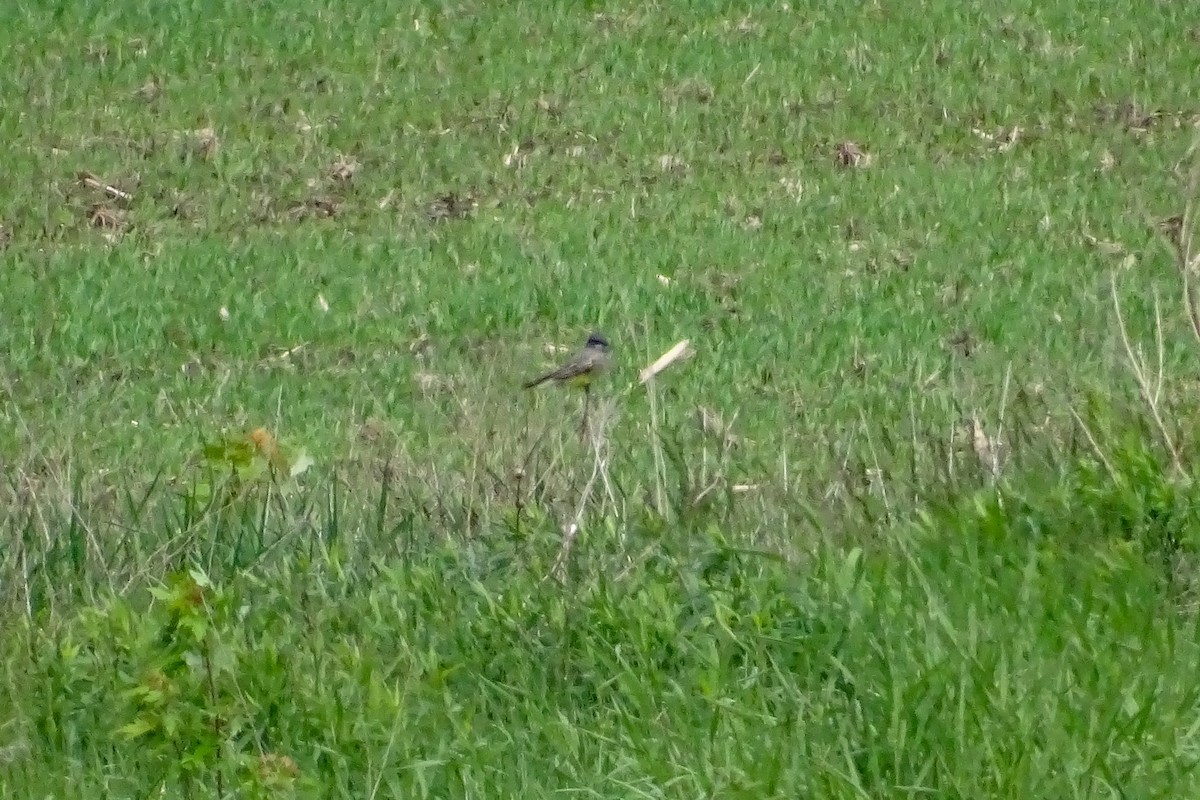 Cassin's Kingbird - ML457196651