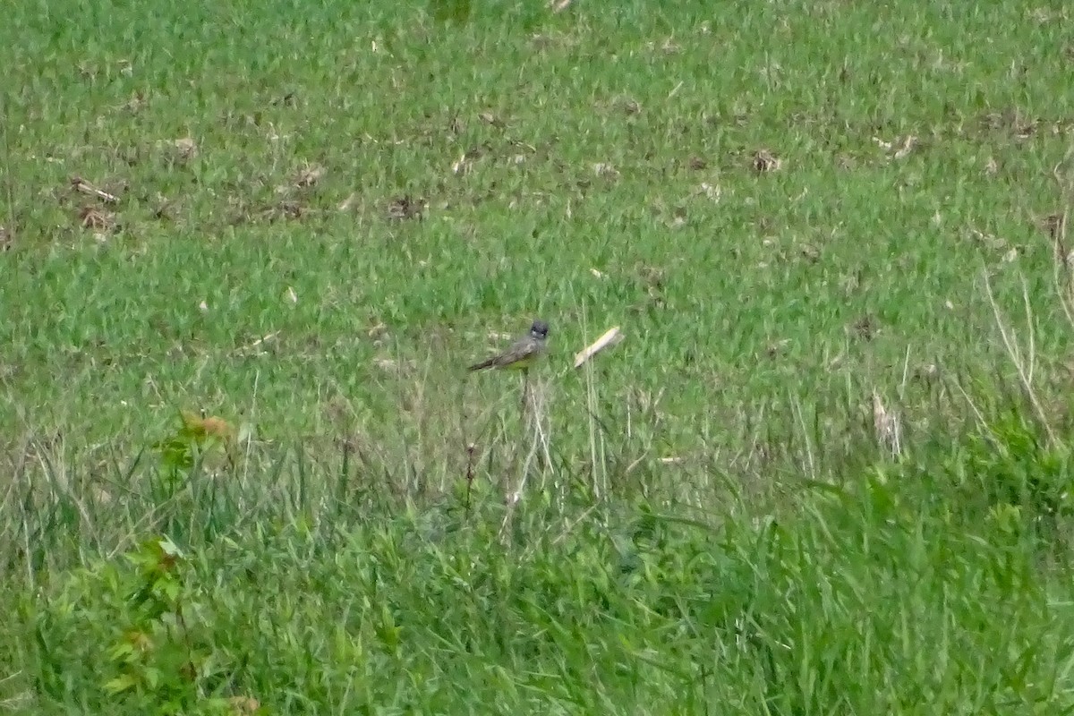 Cassin's Kingbird - ML457196691