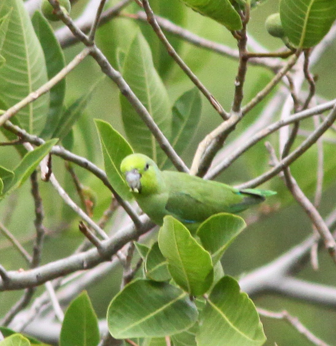 Mexican Parrotlet - Jorge Montejo