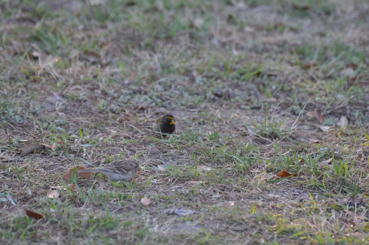 Yellow-faced Grassquit - ML45719681