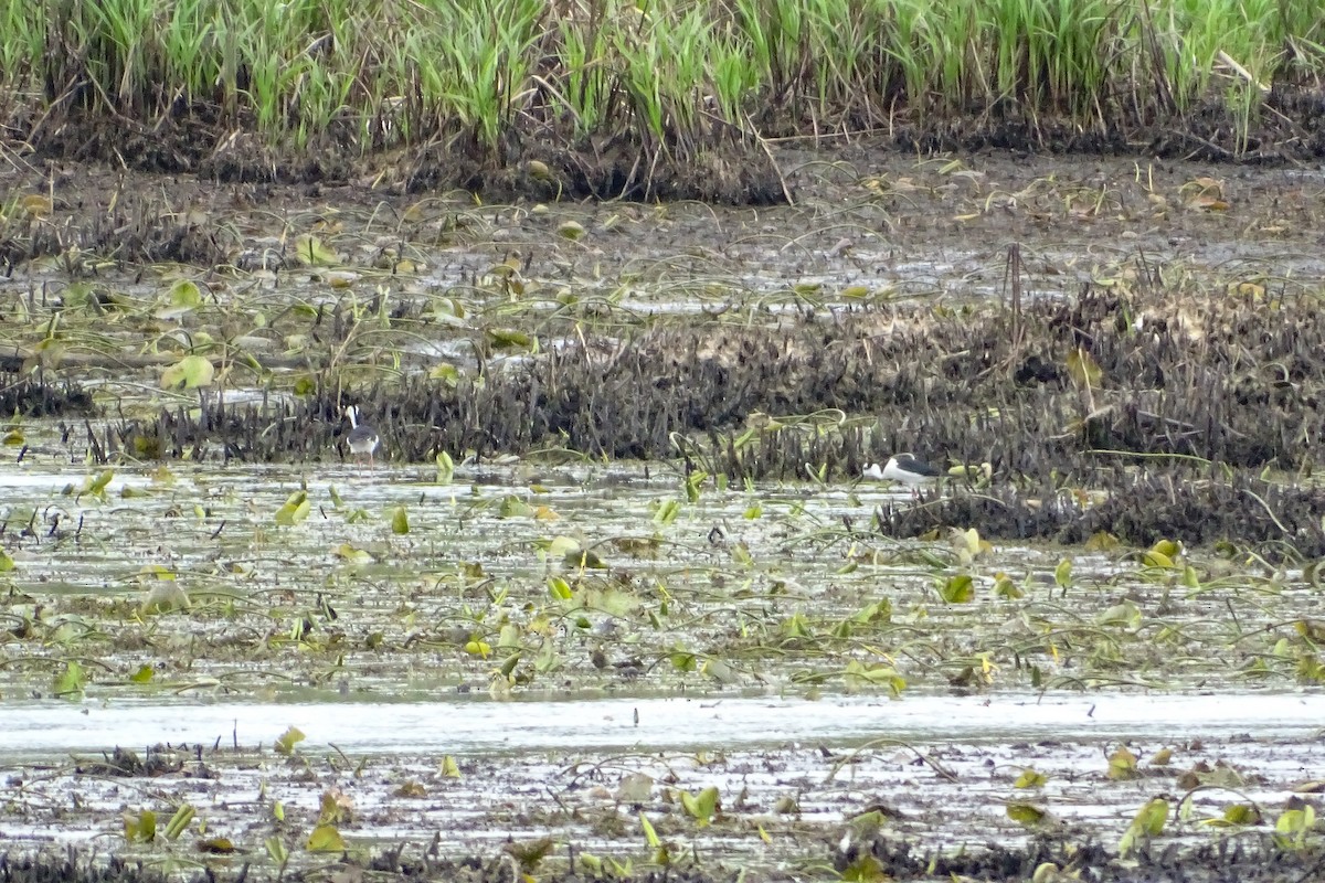 Black-necked Stilt - ML457197031