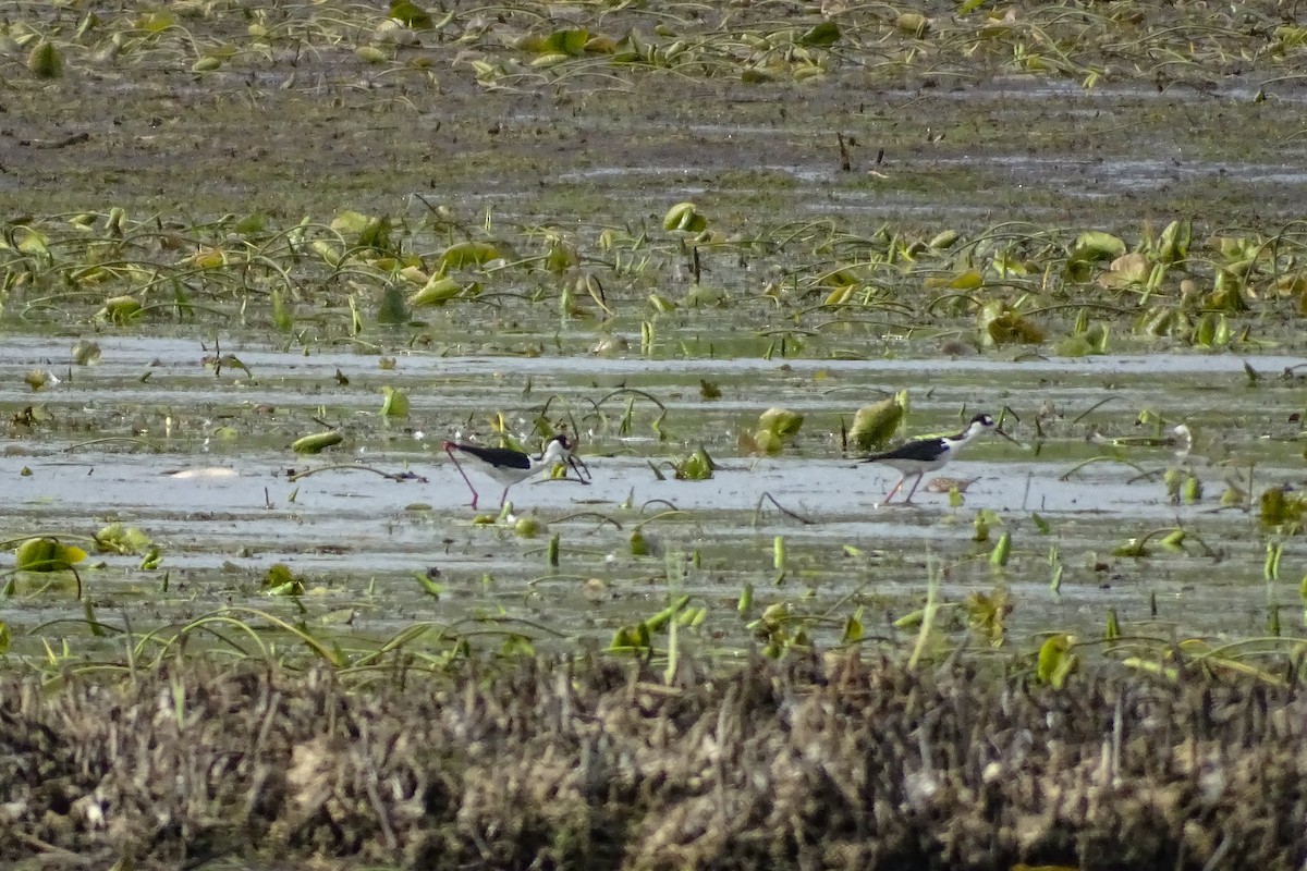 Black-necked Stilt - ML457197051