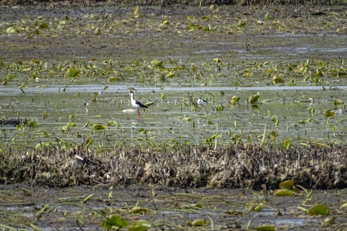 Black-necked Stilt - ML457197071