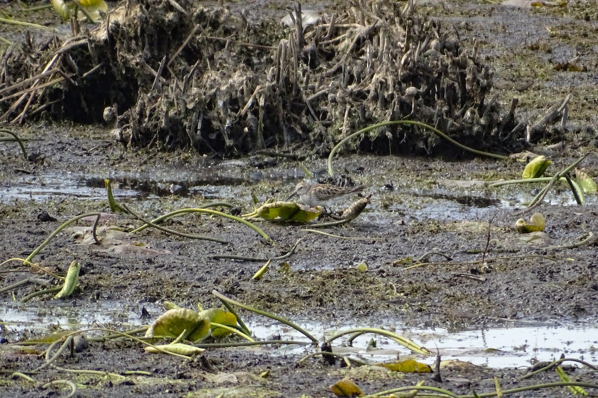 White-rumped Sandpiper - ML457197171