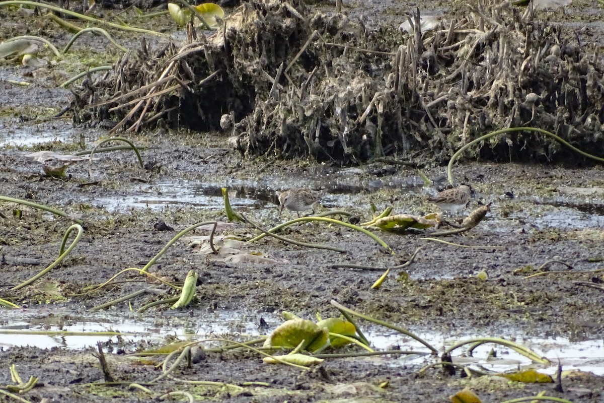White-rumped Sandpiper - ML457197191