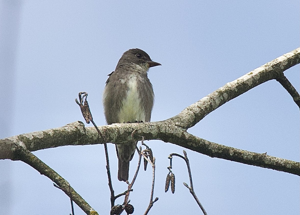 Olive-sided Flycatcher - ML457197241