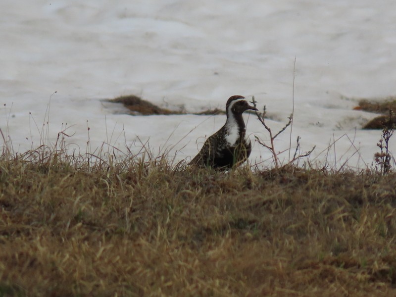 American Golden-Plover - ML457197401