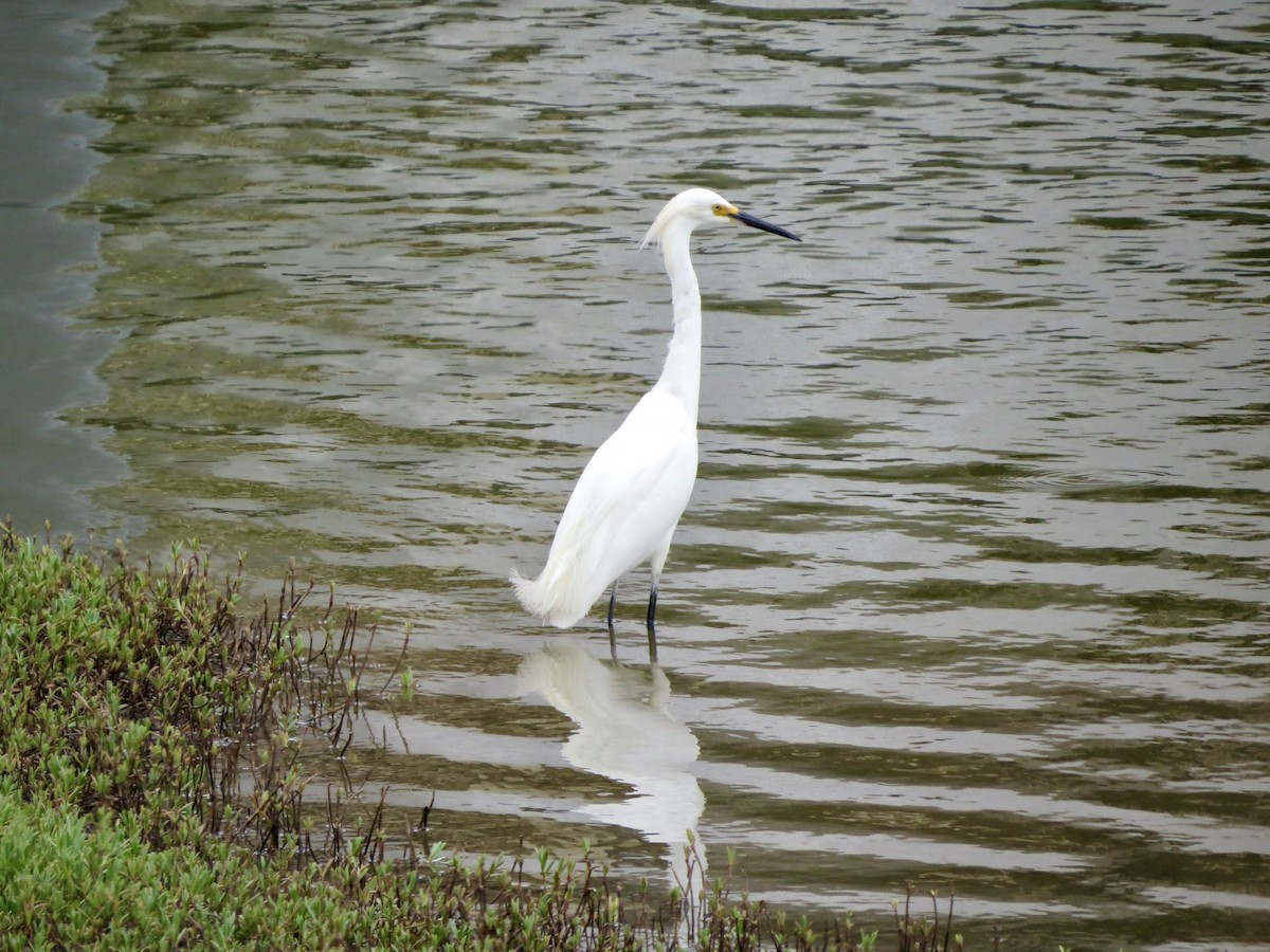 Snowy Egret - Terry Hill