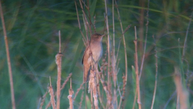 Savi's Warbler - ML457199971