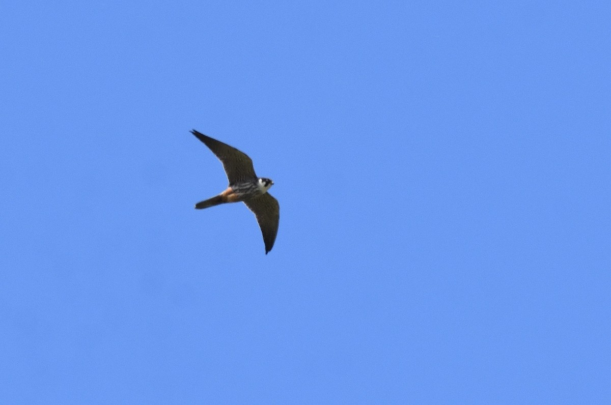 Eurasian Hobby - Lukasz Pulawski