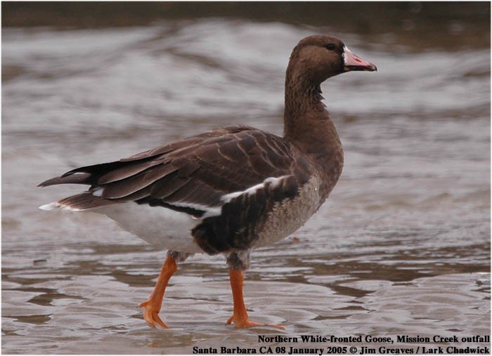 Greater White-fronted Goose - ML457200741