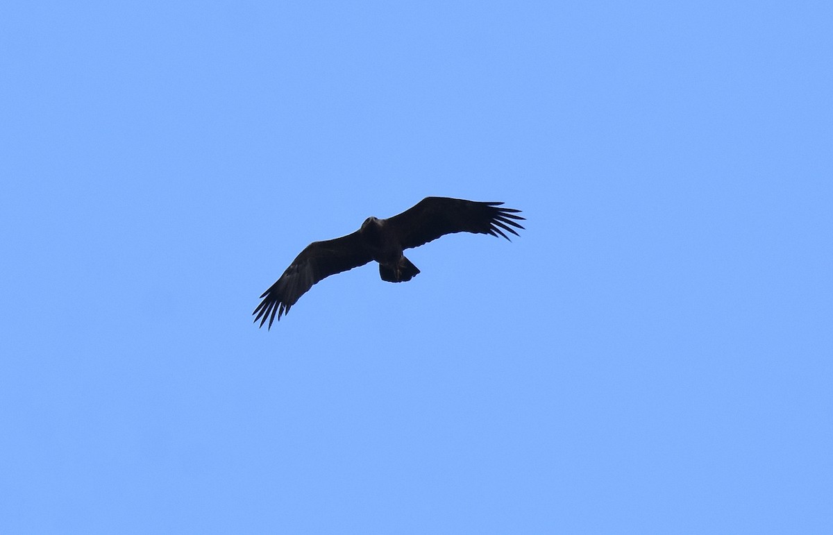 Lesser Spotted Eagle - Lukasz Pulawski