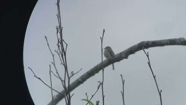 Least Flycatcher - ML457201721