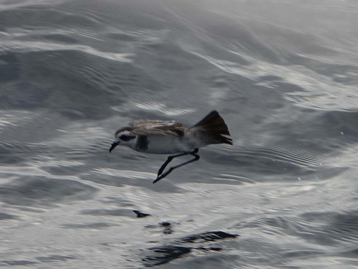 White-faced Storm-Petrel - ML457202061