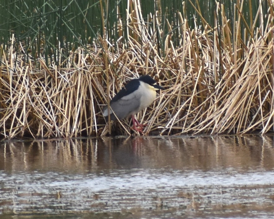 Black-crowned Night Heron - ML457202071