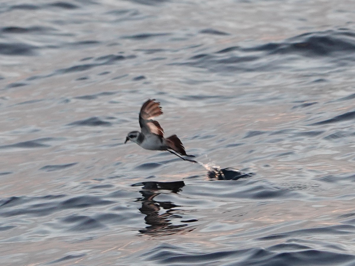 White-faced Storm-Petrel - ML457202181