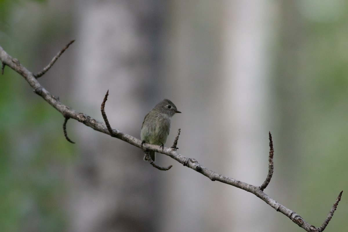Hammond's Flycatcher - ML457202381
