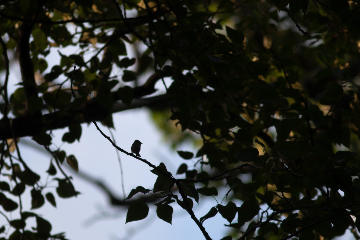 Hammond's Flycatcher - ML457202401