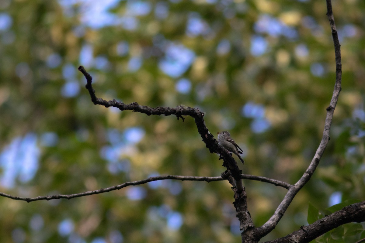 Hammond's Flycatcher - ML457202451