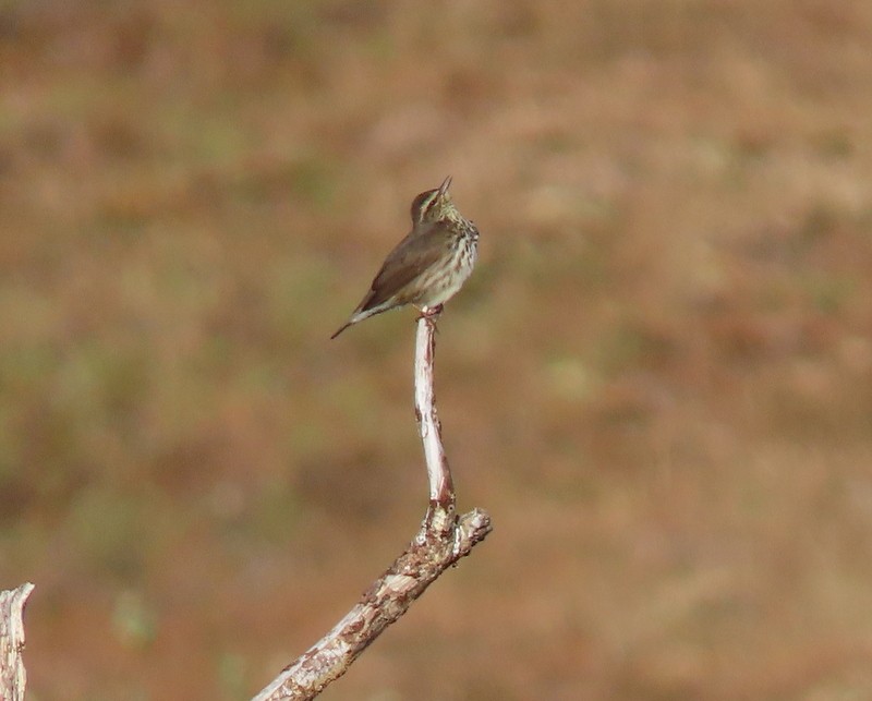 Drosselwaldsänger - ML457202741