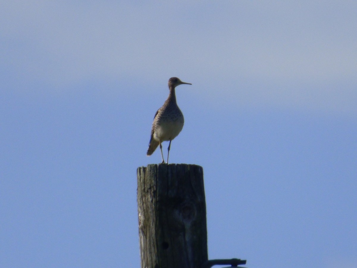 Upland Sandpiper - ML457203571