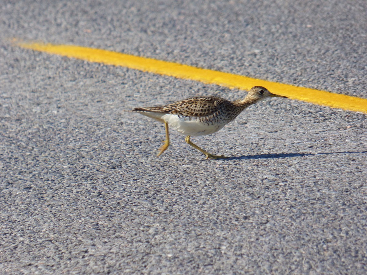 Upland Sandpiper - C Douglas