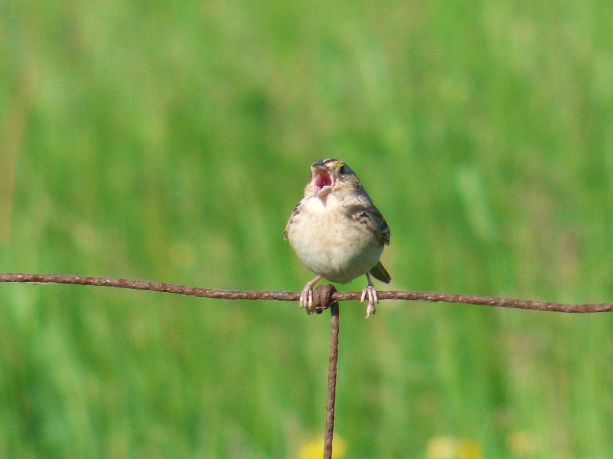 Grasshopper Sparrow - C Douglas