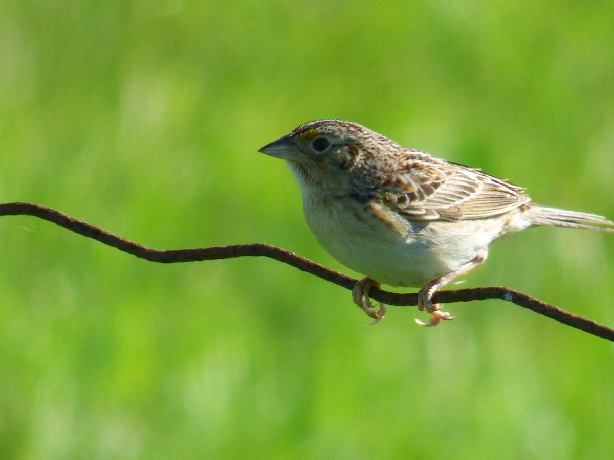 Grasshopper Sparrow - C Douglas