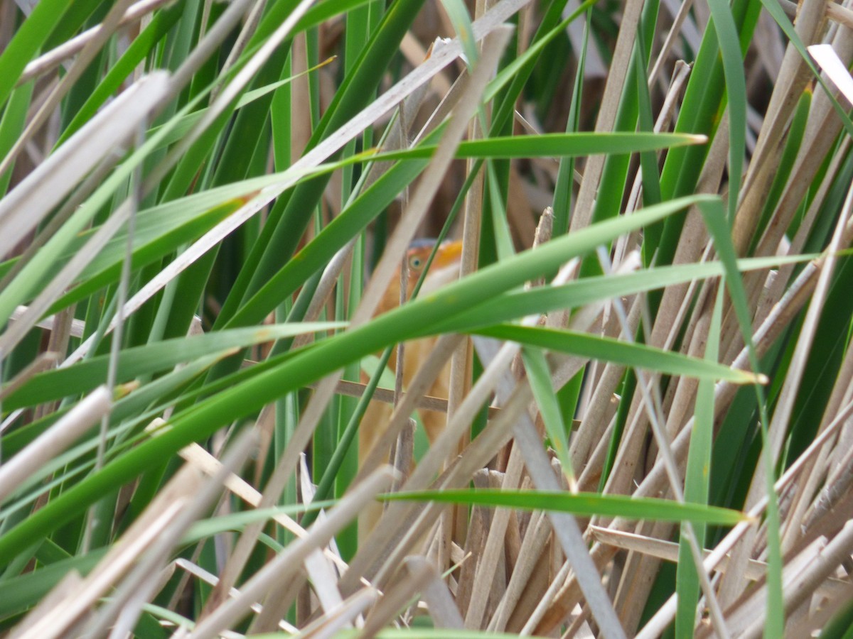 Least Bittern - C Douglas