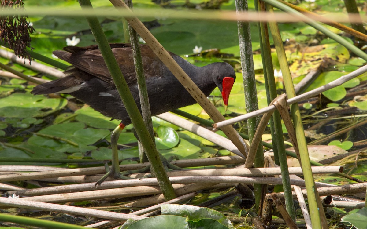 Common Gallinule - ML457204431