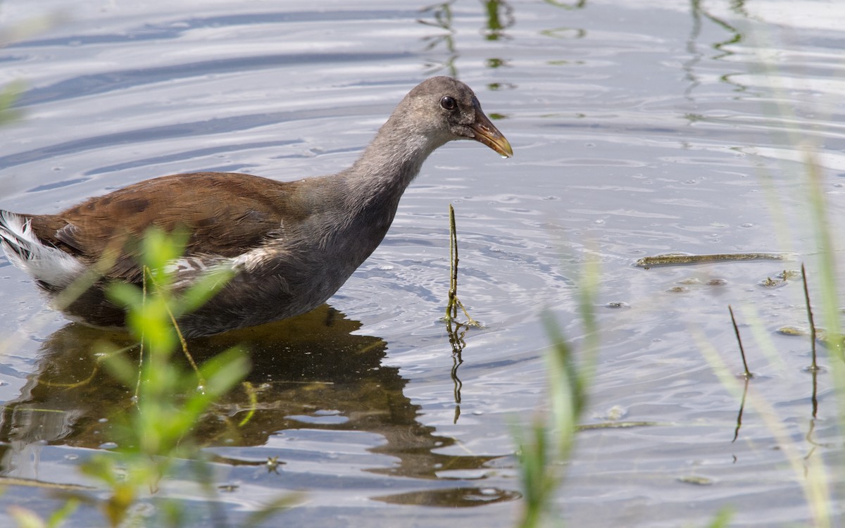 Common Gallinule - ML457204441